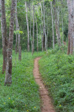 Yerel sakinlerin sahip olduğu kauçuk tarlasının ortasındaki yol.