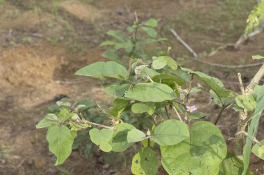 Ormanda yeşil yapraklar