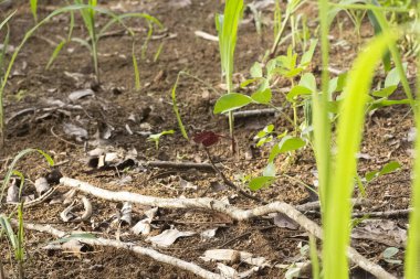Ormandaki küçük beyaz bir mantarın yakın çekim görüntüsü.