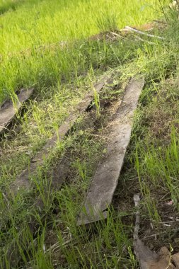 Arkasında güneş olan yeşil çimenler