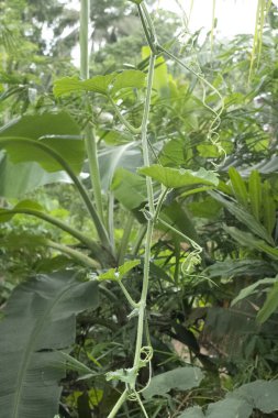 Bahçede yeşil yapraklar