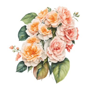 Şeffaf arkaplanda suluboya şeklinde güzel bir çiçek buketi.