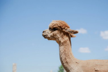 Güzel ve sevimli alpaka soldan gökyüzünü işaret ediyor. Mavi arkaplanda izole edilmiş alpaka