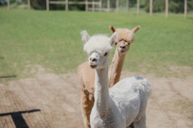 # Çiftlikteki çimlerin üzerinde genç, sevimli alpakalar #