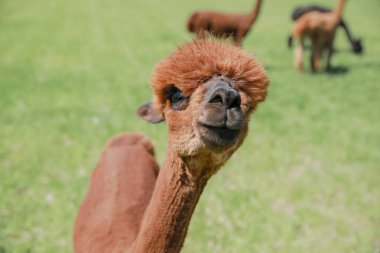 Tuhaf alpaka çimlere yakın çekim