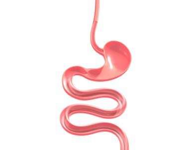 İnsan sindirim sisteminin 3 boyutlu çizimi. Yemek borusundan ince bağırsağa, anatomik iç organları gösteriyor..