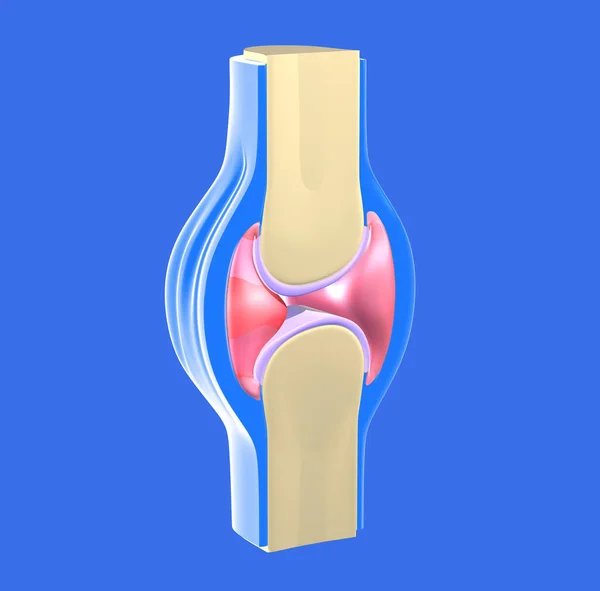 관절의 연골의 그래픽 — 스톡 사진