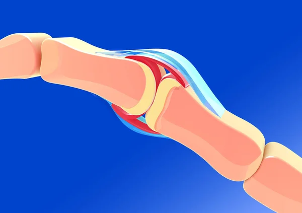 Ilustración Una Articulación Sinovial Con Huesos Tendones Cartílago Recortados Sobre — Foto de Stock