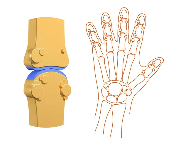 Ilustração Articulação Sinovial Lado Mão Seus Ossos Representação Gráfica Ossos — Fotografia de Stock