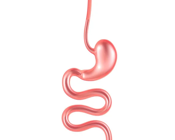Transparent Glass Illustration Digestive System Anatomy Esophagus Stomach Small Intestine — Stock Photo, Image
