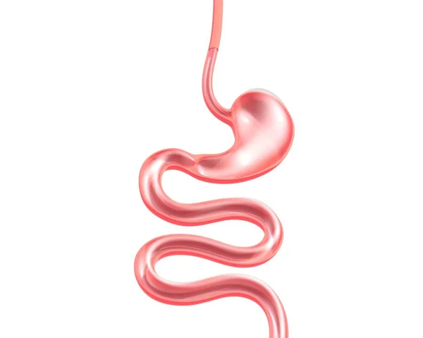 Verre Transparent Illustration Système Digestif Anatomie Œsophage Estomac Intestin Grêle — Photo