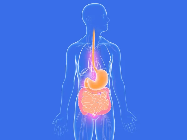 Human Anatomy Digestive System Illustration Transparent Image Showing Internal Organs — Stock Photo, Image