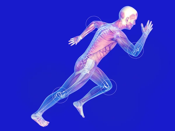 内側の骨格と筋肉を示す透明な画像の3Dイラスト 関節を強調し人間の解剖学は — ストック写真