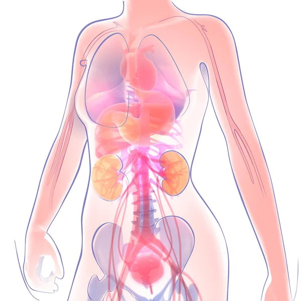 Lijn Illustratie Van Vrouwelijke Anatomie Transparant Beeld Van Inwendige Organen — Stockfoto