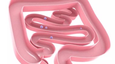 3d animation of gases passing through the large and small intestine. Digestive system with natural colors, top view cut out cut out on white background.