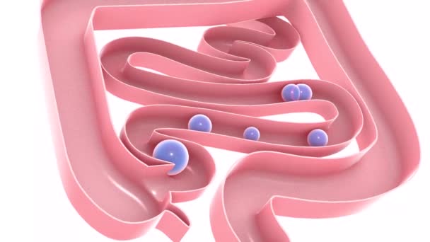 大小の腸を通過するガスの3Dアニメーション 自然色の消化器系 白い背景に切り取られたトップビュー — ストック動画