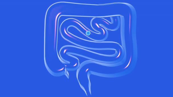 大小の腸を通過するガスの透明なガラスの3Dアニメーション 消化器系 青の背景に切り取られたフロントビューをカット — ストック動画