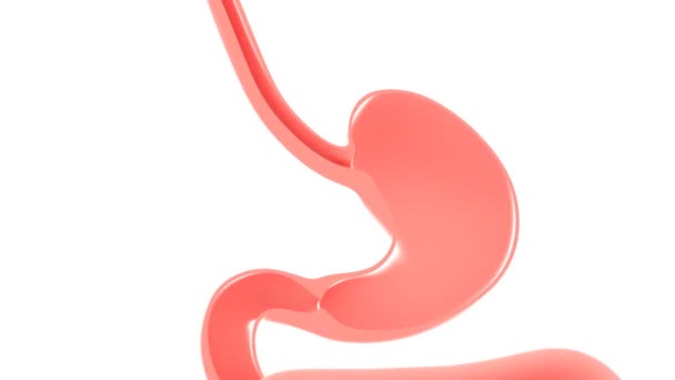 3D动画通过消化系统 从食管到肠子在白色背景上裁剪顶部视图剪裁 — 图库视频影像