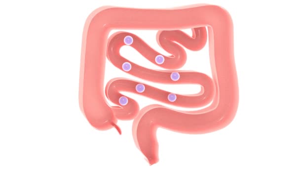 大小の腸を通過するガスの3Dアニメーション 自然色の消化器系 白の背景に切り取られたフロントビューをカット — ストック動画