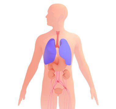 3d illustration of human silhouette with internal organs, highlighting the respiratory system. Anatomy with natural colors cut out on white background.
