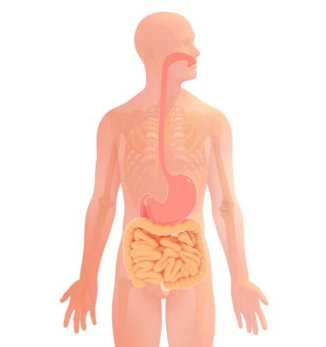 3d illustration of the digestive system of the human anatomy. Transparent anatomical image showing the internal organs.