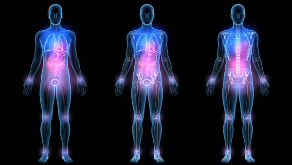 3d illustration of internal organs and bones, made of transparent glass. In three different anatomical images.