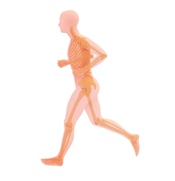 Anatomical Illustration Running Athlete Transparent Image Bones White Background — Fotografia de Stock