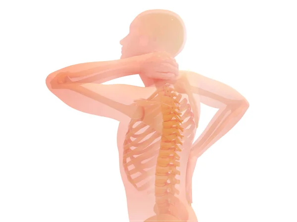 3D illustration of the anatomy of pain in the neck and neck. Transparent image of bones on white background.