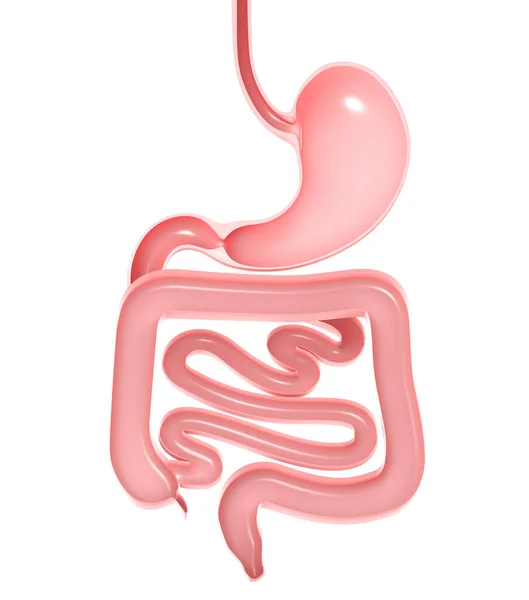 Anatomical Illustration Digestive System Stomach Large Small Intestine Front View — Photo