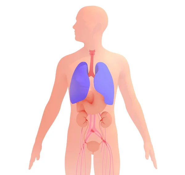 Ілюстрація Людського Силуету Внутрішніми Органами Підсвічують Дихальну Систему Анатомія Природними — стокове фото
