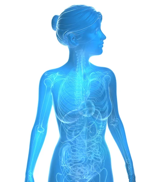 Transparent 3d illustration of female anatomy. Blue image of internal organs and bones on white background.