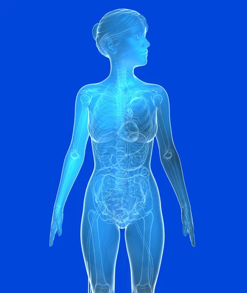 Transparent 3d illustration of female anatomy. Blue image of internal organs and bones on blue background.