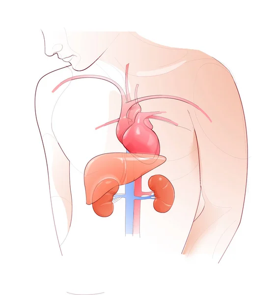 Digital Illustration Human Torso Internal Organs Heart Liver Kidneys White —  Fotos de Stock