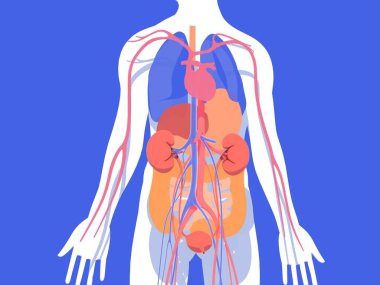 İnsan anatomisinin iç organlarının 3 boyutlu çizimi, rahatlamış böbrekleri vurguluyor. Mavi arkaplanda düz renklere sahip şeffaf resim.