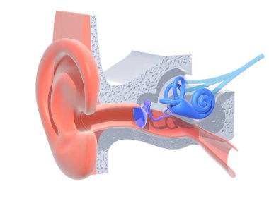 Beyaz arka planda iç kulak anatomisinin 3 boyutlu çizimi. İç kısmın şeffaf grafik temsili; salyangoz, kemik, kulak zarı, sinir ve kulak.