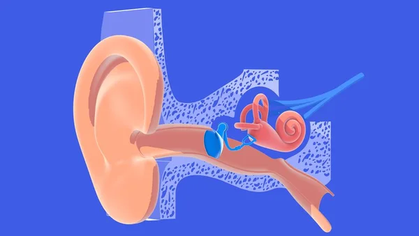 Ілюстрація Внутрішньої Анатомії Вуха Плоскими Кольорами Вирізаними Синьому Фоні Прозоре — стокове фото