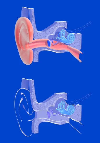 Illustration Anatomie Oreille Interne Deux Images Sur Fond Bleu Représentation — Photo