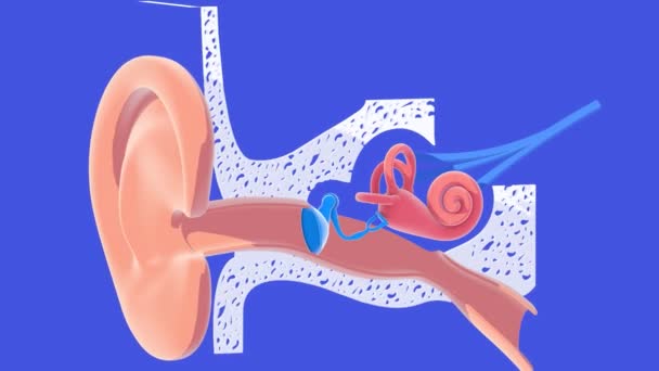 平面的な色で内側の耳の解剖学の3Dアニメーション 青の背景に切り取られました 内部の透明グラフィック表現 カタツムリ 鼓膜と耳 — ストック動画