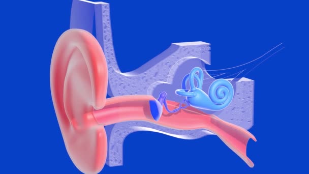 内側の耳の解剖学の3Dアニメーション透明 青の背景にカット 内部の透明なグラフィック表現 カタツムリ — ストック動画