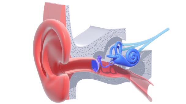 3D动画内耳解剖与扁平的颜色 切割出的白色背景 神经和耳朵的图形表现 在空间中移动 — 图库视频影像