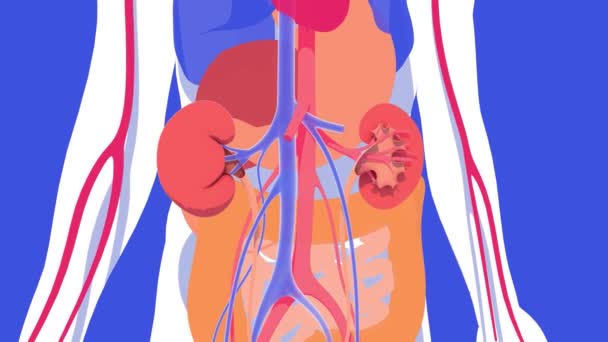 Анимация Почек Мочевыделительной Системы Рельефе Внутренних Органах Человеческой Анатомии Прозрачное — стоковое видео