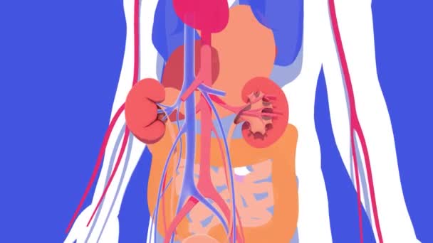 Анатомия Почек Человека Анимация Плоскими Цветами Показаны Внутренние Органы Движущиеся — стоковое видео