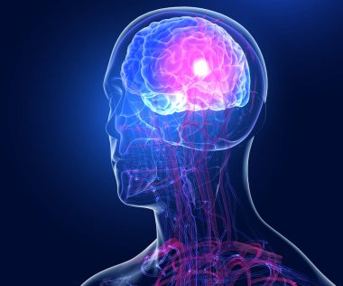 Şeffaf insan kafasının anatomik üç boyutlu çizimi. Kalpten gelen ve beyinden geçen damarları ve arterleri gösteriyor. Koyu mavi arkaplanda.