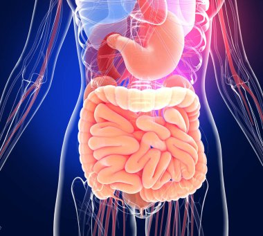 Genişletilmiş sindirim sisteminin şeffaf üç boyutlu çizimi. Kalın ve ince bağırsakların, midenin ve diğer iç organların anatomisi..