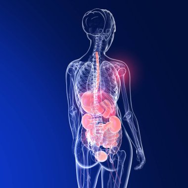 Bir kadının sırtının anatomisinin şeffaf üç boyutlu çizimi. Mavi arkaplanda iskelet ve iç organlar gösteriliyor.