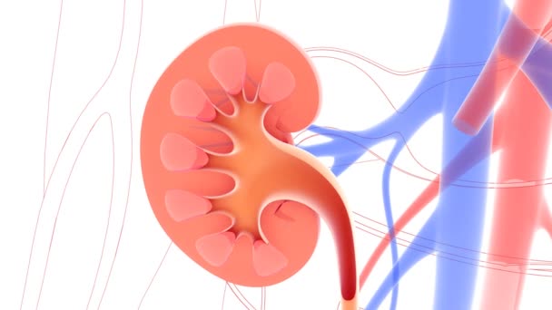 Anatomische Animation Der Niere Venen Und Arterien Auf Einem Skelettartigen — Stockvideo