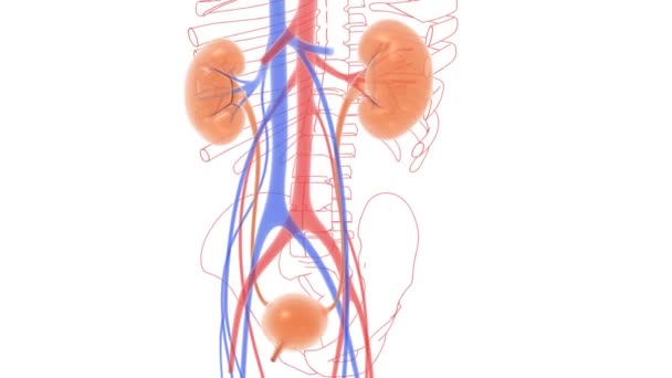 泌尿系统的三维解剖和线条动画 骨骼图像背景上的静脉和动脉 商定的风格 — 图库视频影像