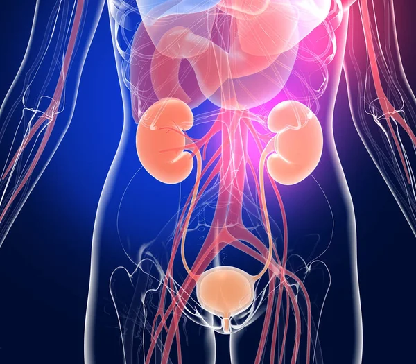İdrar sisteminin anatomisinin 3 boyutlu çizimi. İnsan vücudunun iç organları ve iskeleti şeffaf ve renkli..