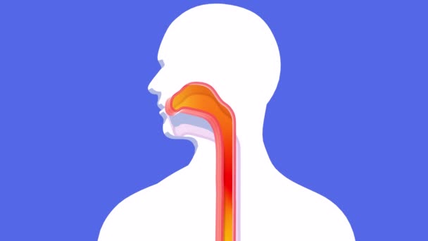 3D动画胃和食管口与火 回流和消化不良 在蓝色背景下剪裁的人物形象上显示出消化系统的舒缓 — 图库视频影像