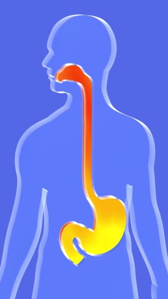 3D动画胃和食管口与火 回流和消化不良 在蓝色背景下剪裁的人物形象上显示出消化系统的舒缓 — 图库视频影像
